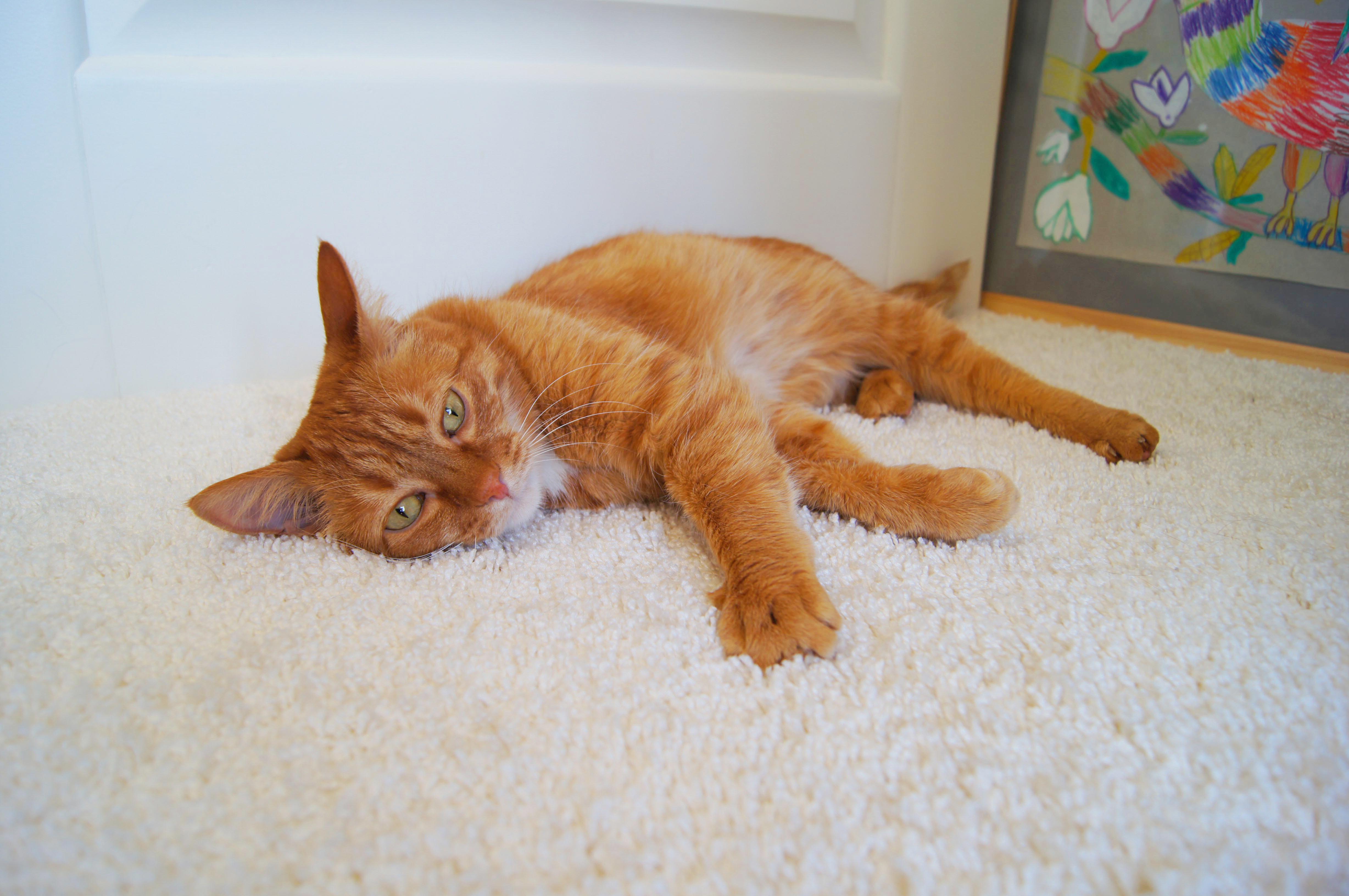 Ковролин "Зартекс" Amarena 140 бежевый (4м) — купить в Ялте